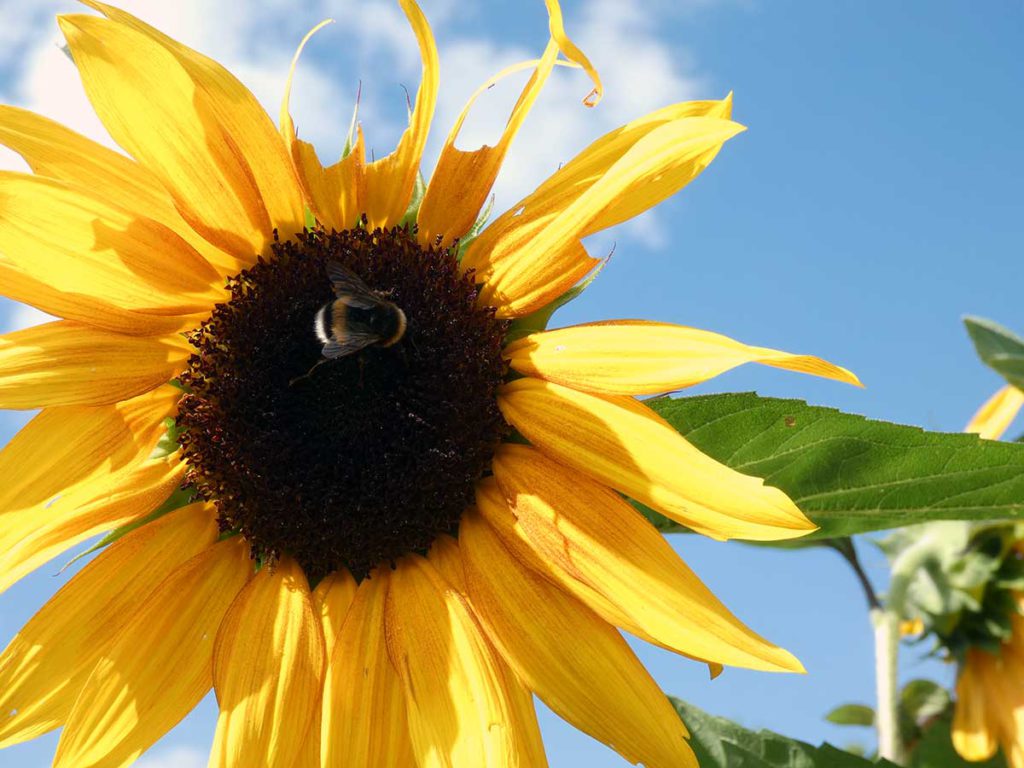 Biene an Sonnenblume - Bienen sind wichtig für den Kleingarten