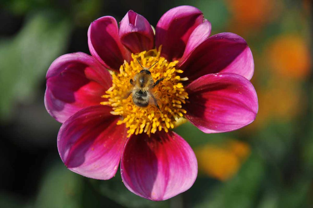 Bienen sind wichtig für den Kleingarten