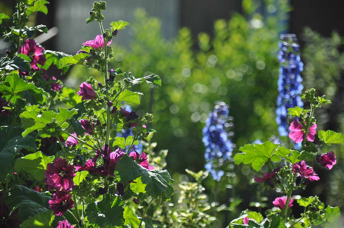 Blumen im Kleingarten