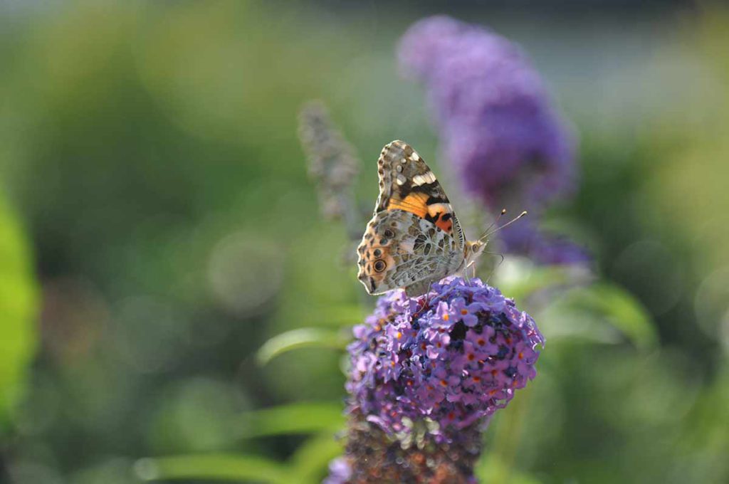 Schmetterlinge bringen viel Freude bei Kleingärtnern